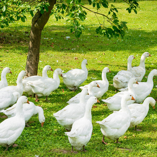 Centa-Star HEIMATGLÜCK Kassettenbett 90% heimische Gänsedaune, Ganzjahr (medium)